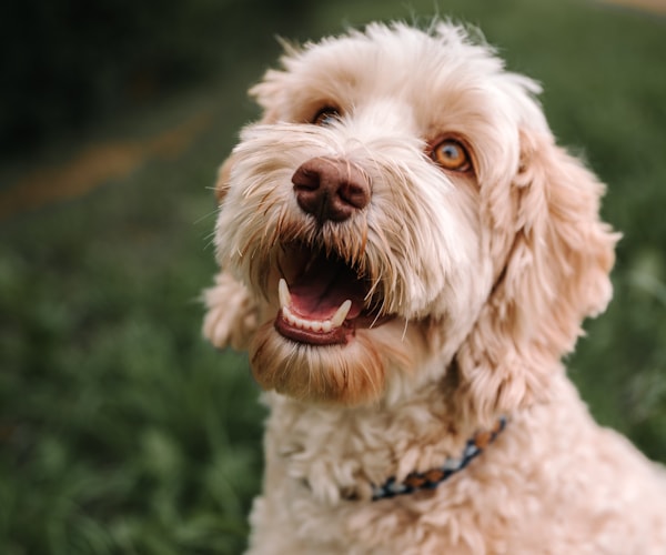 Labradoodle puppy
