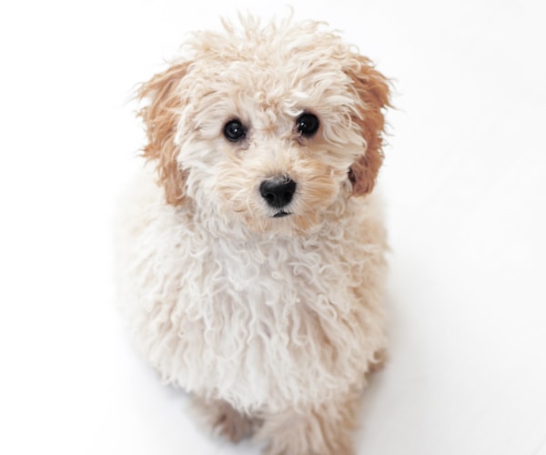 Poodle puppy