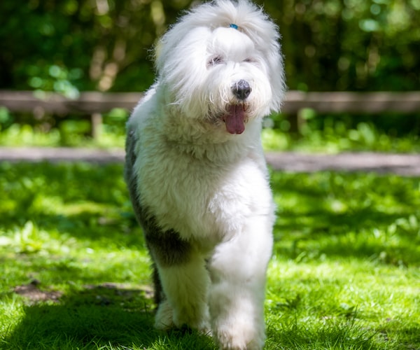 Sheepadoodle puppy