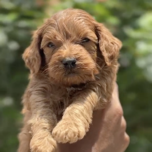 Brownie - Golden Doodle Puppy