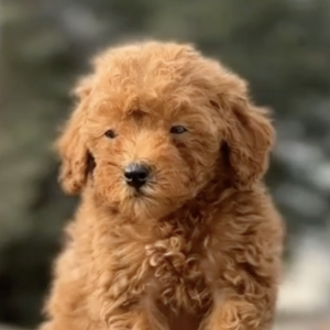 Little Eyes Poodle Miniature/Toy