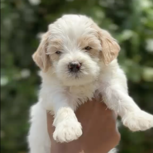 Snowy - White Doodle Puppy