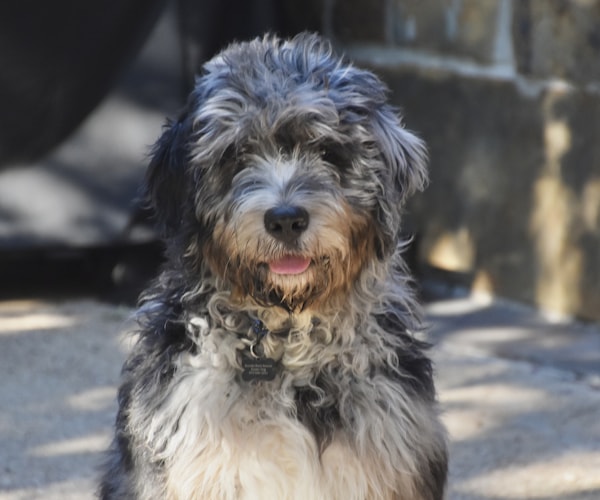 Aussiedoodle puppy