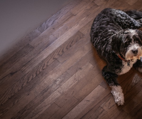 Bernedoodle puppy