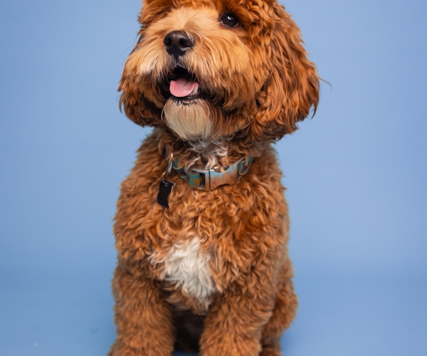 Cockapoo puppy