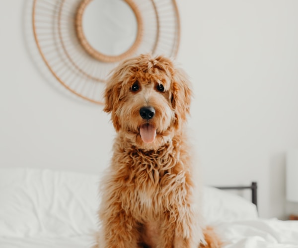 Goldendoodle puppy