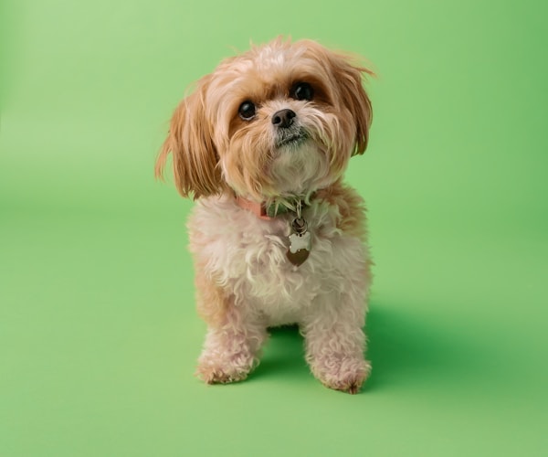 Maltipoo puppy